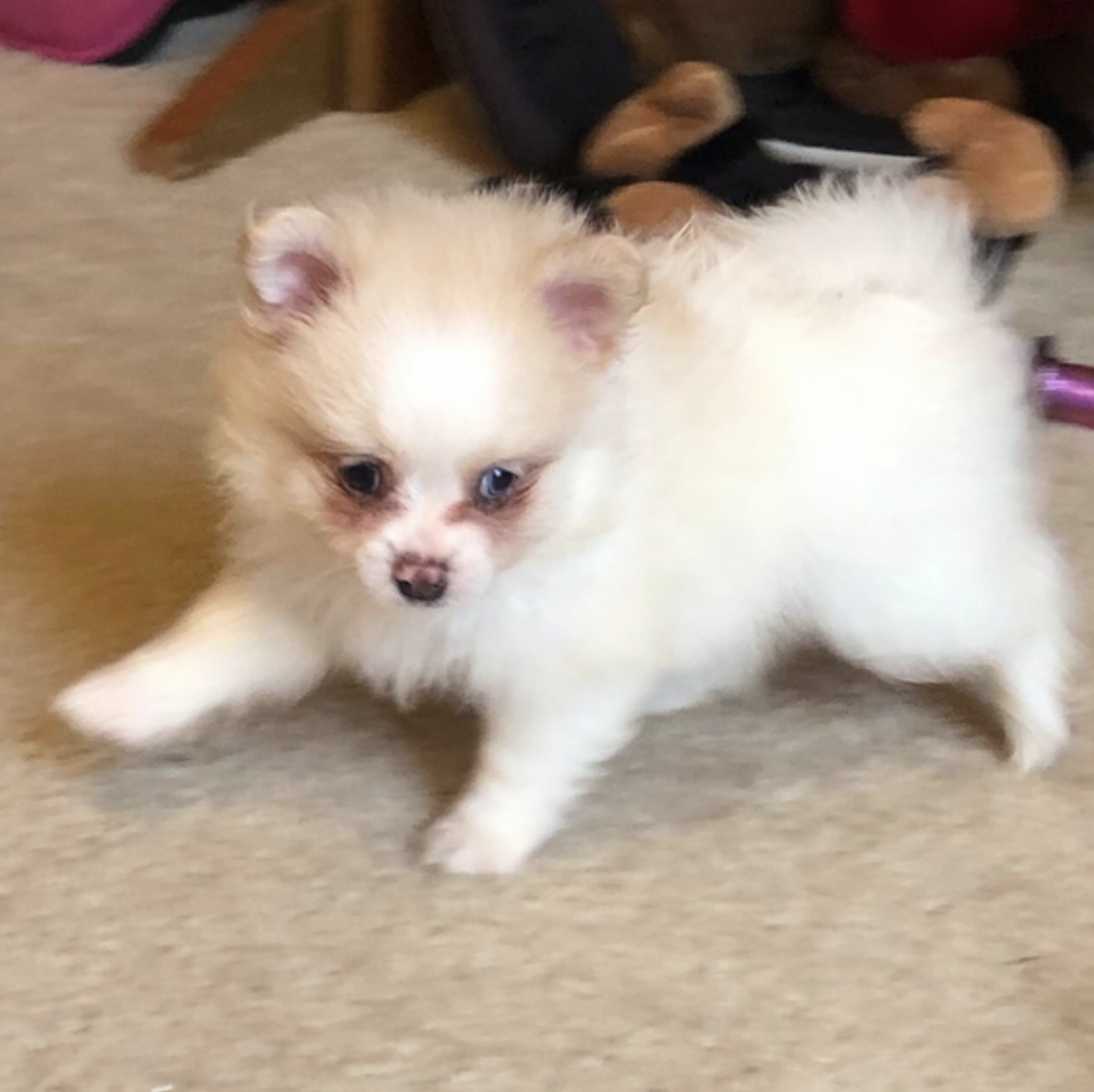 comprar cachorros sanos, baratos y asequibles para la venta